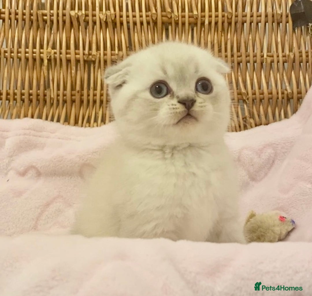 British Shorthair cats for sale: 🧸EXCEPTIONAL QUALITY PURE BREED BSH TEDDY BEARS🧸 - Advert 15