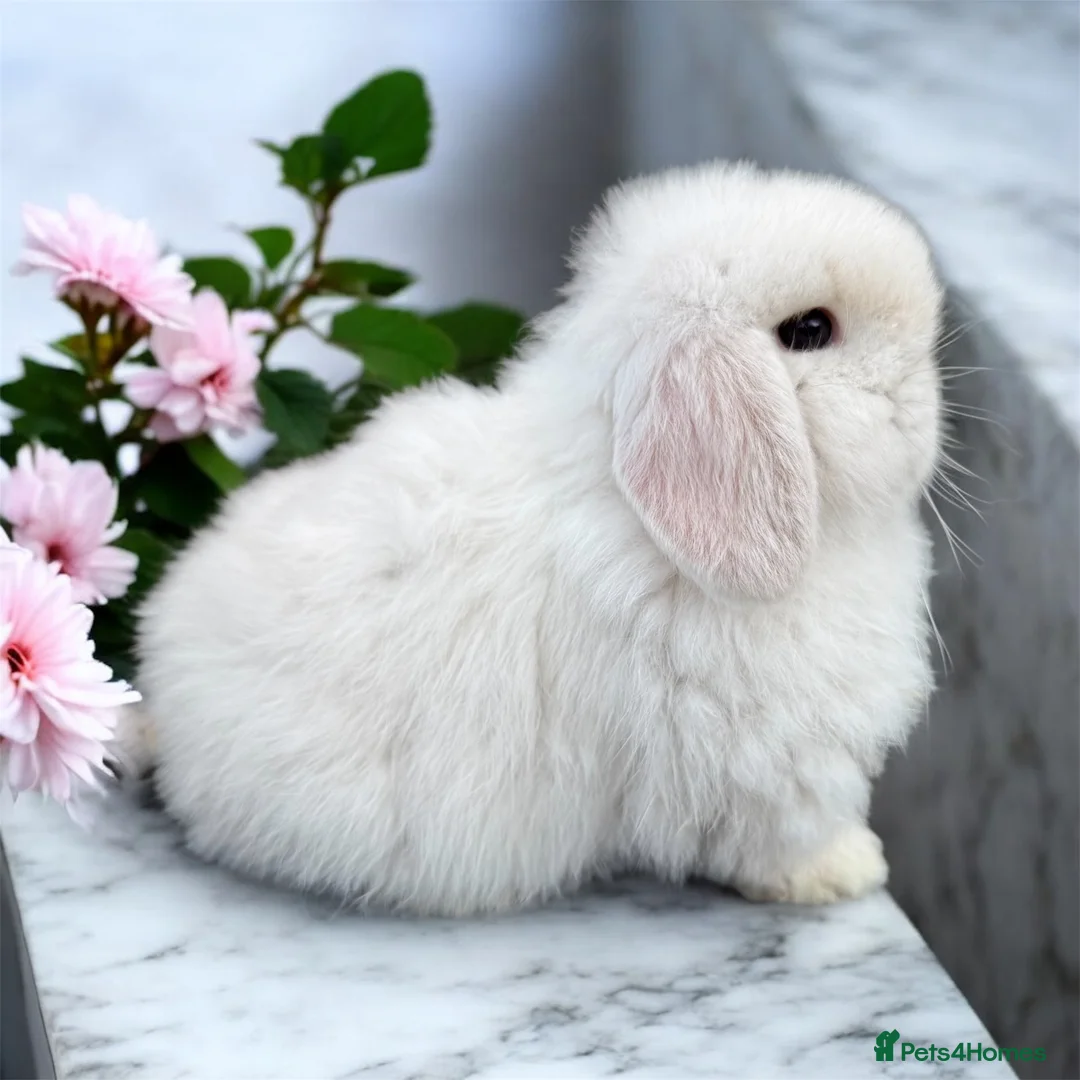 Mini Lop rabbits for sale: Doe and buck mini lops  - Advert 3