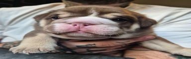 English Bulldog Puppy 2