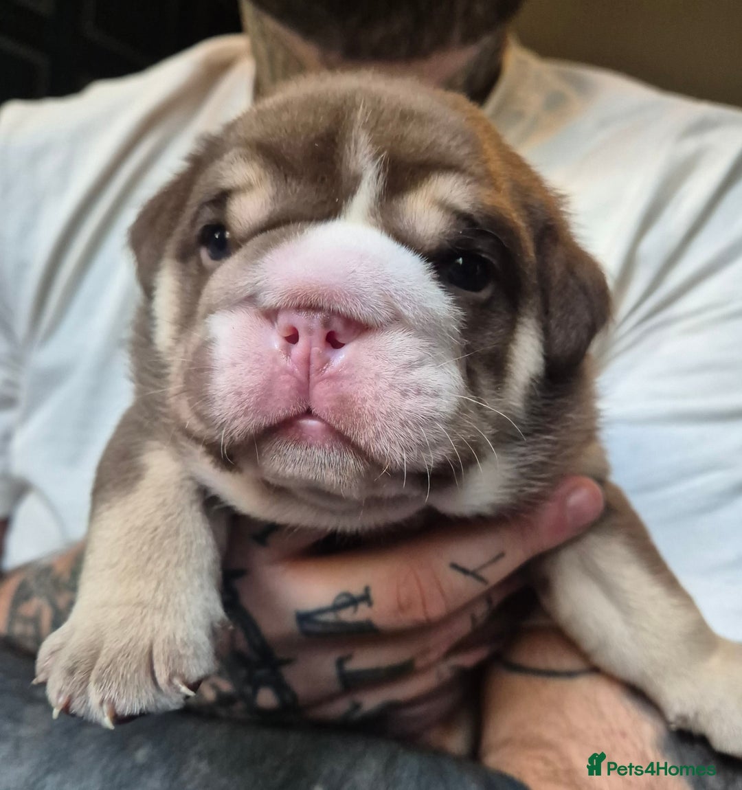 English Bulldog dogs for sale: British bulldog puppies  - Image 1