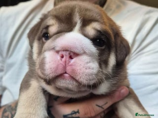 English Bulldog dogs - Advert 2