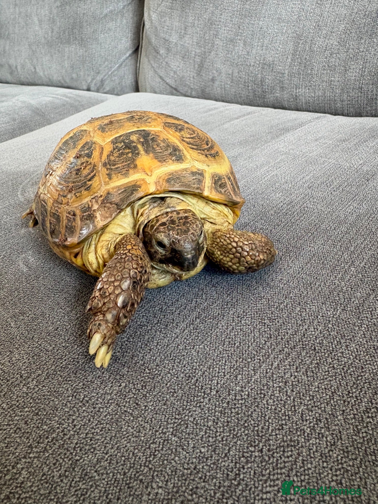 Tortoise reptiles Horsefield Tortoise - Advert 2