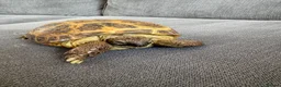 Tortoise reptiles for sale: Horsefield Tortoise - Advert 1