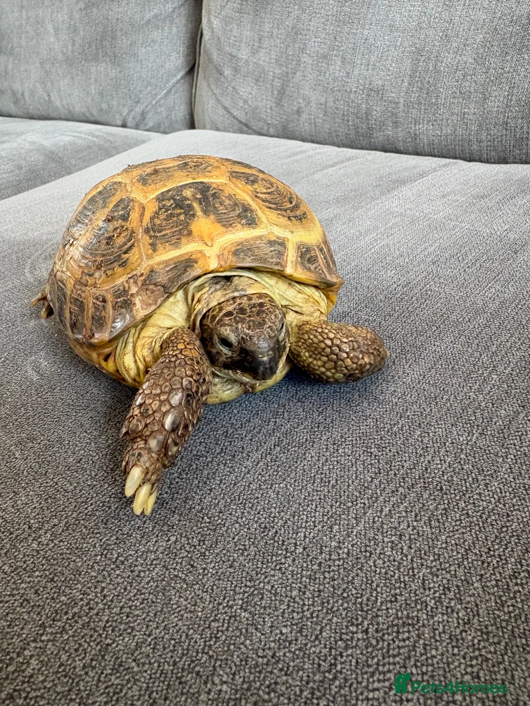 Tortoise reptiles for sale: Horsefield Tortoise - Advert 1