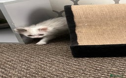 Ragdoll cats for sale: 4xfemales , 1xmale - Advert 4