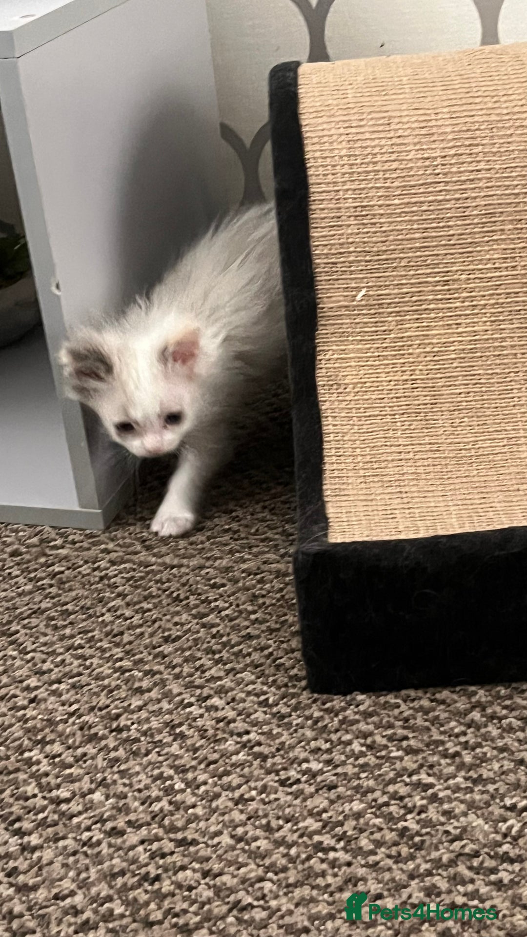 Ragdoll cats for sale: 4xfemales , 1xmale - Advert 4