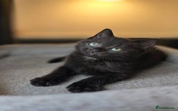 Mixed Breed cats for sale: Half Britishlonghair half Tuxedo! Only 1 left. - Image 3