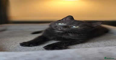 Mixed Breed cats - Advert 4