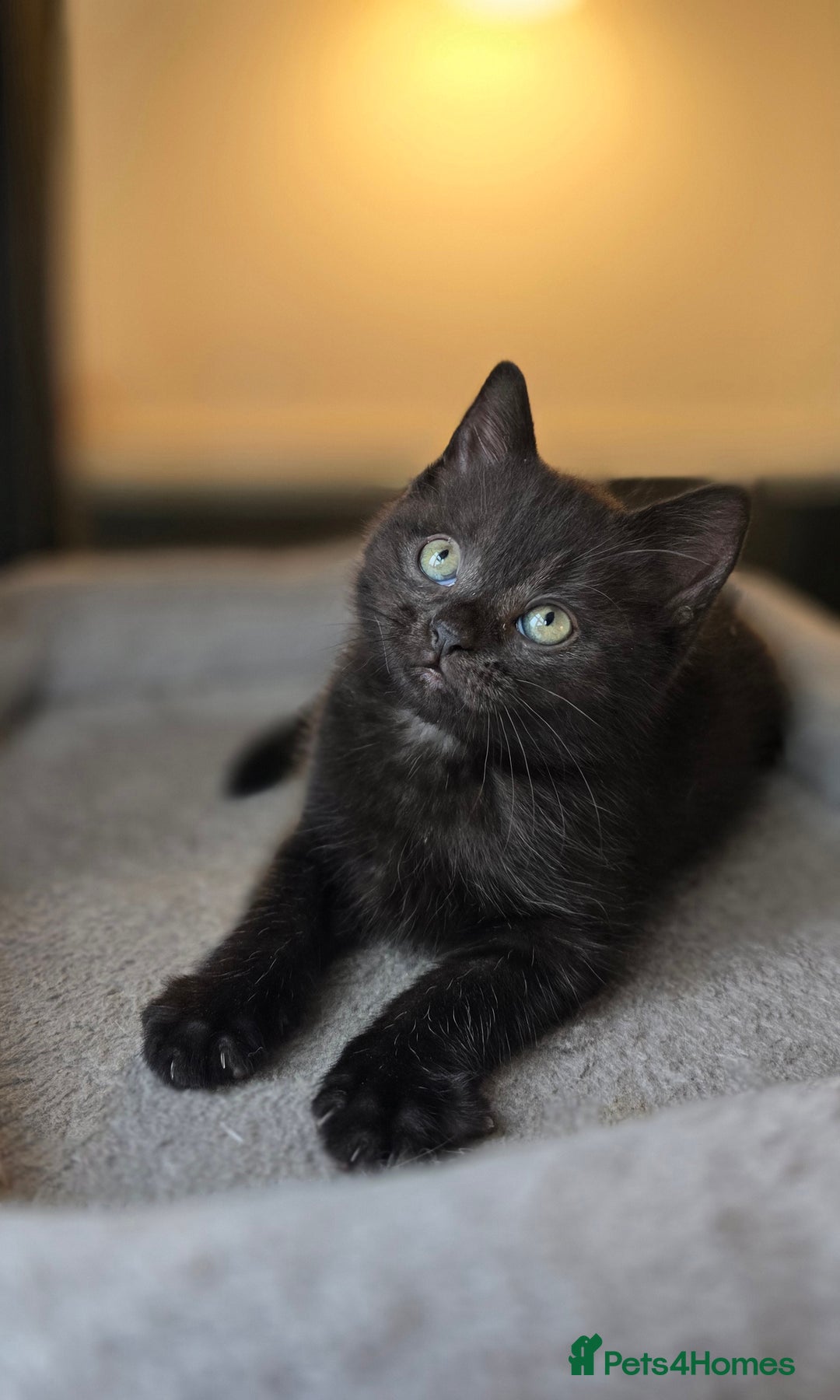 Mixed Breed cats for sale: Half Britishlonghair half Tuxedo! Only 1 left. - Image 3