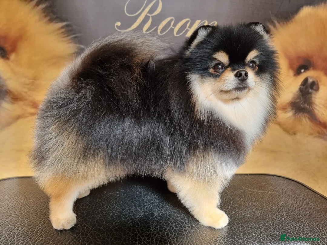Pomeranian dogs for stud: KC Registered Pomeranian for stud  - Advert 3