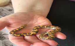 Snake reptiles for sale: Multiple snakes for sale corns and sand boas  - Image 4