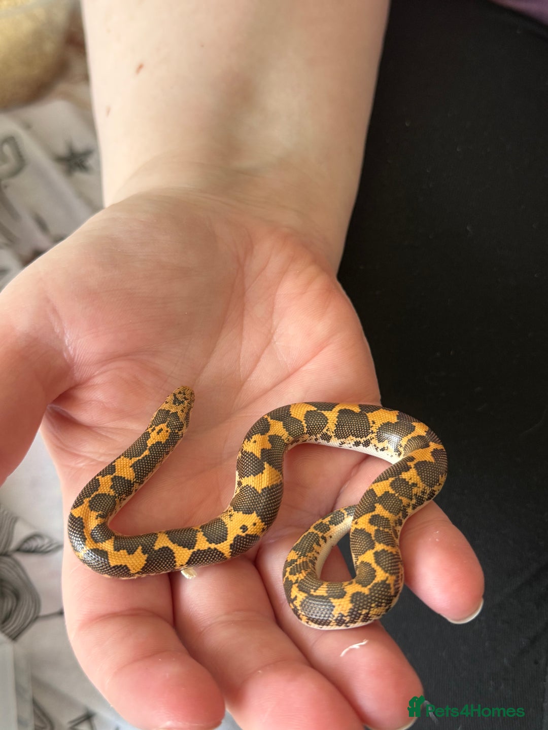 Snake reptiles for sale: Multiple snakes for sale corns and sand boas  - Image 4