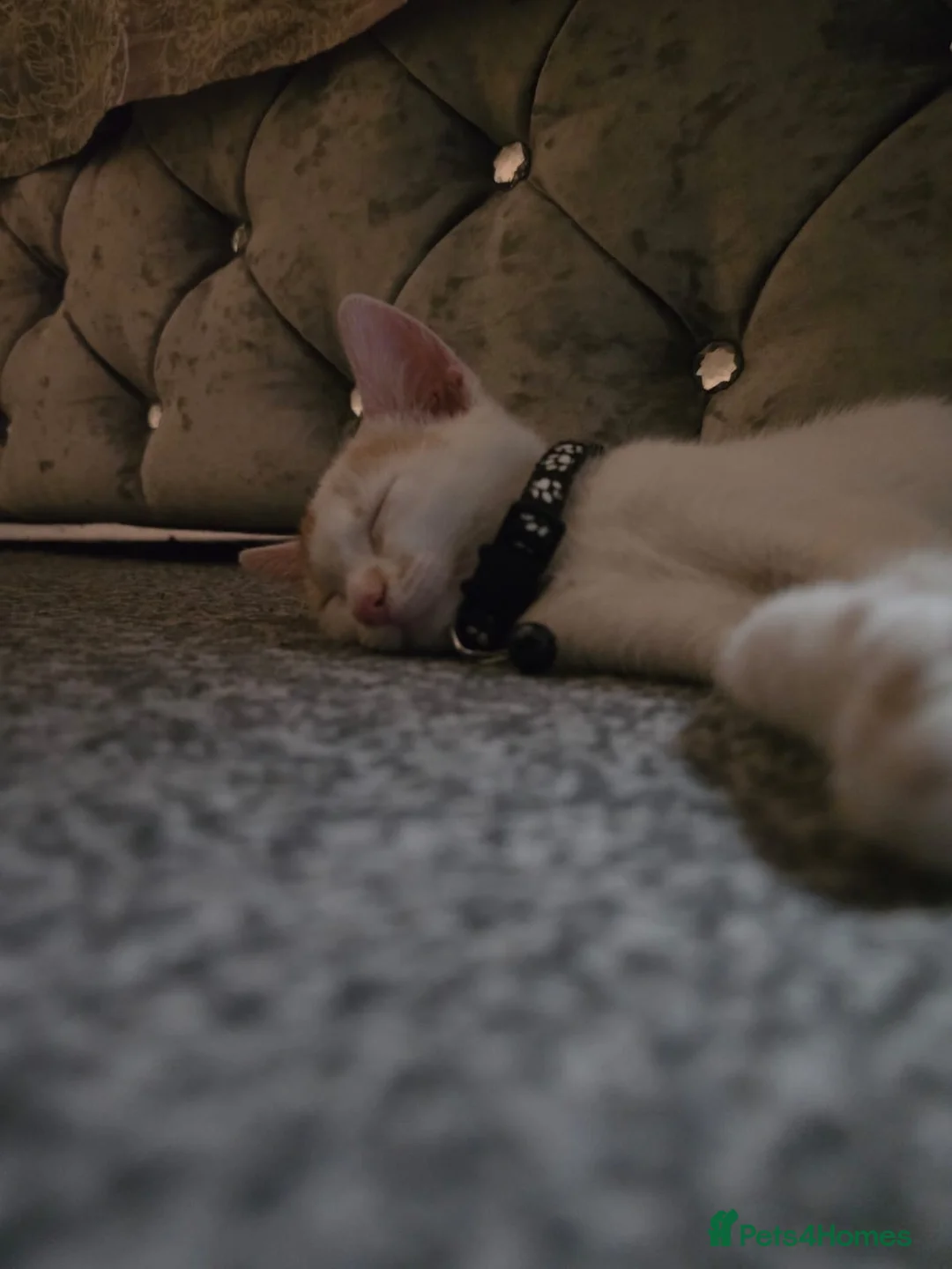 American Shorthair cats for sale: Ginger cat - Advert 5