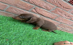 Miniature Dachshund dogs for sale: Beautiful miniature Dachshund puppies  - Image 12