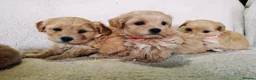 Maltipoo dogs for sale: Miniature Maltipoo Puppies - Advert 14