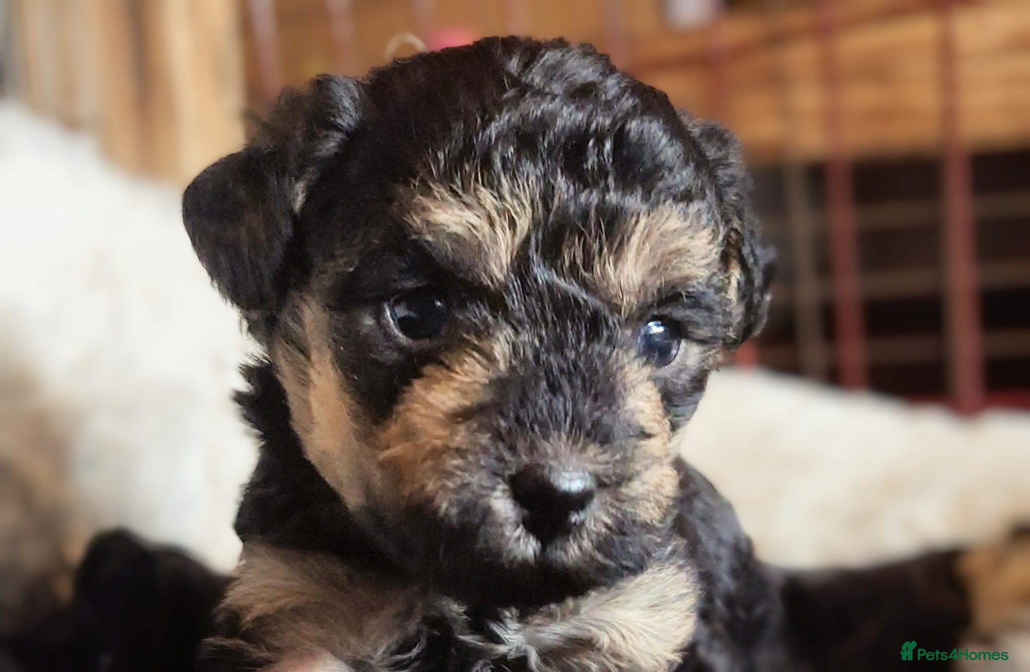Mixed Breed dogs Adorable poodle x scoodle puppies  - Advert 14