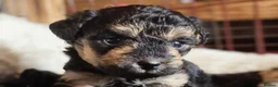 Mixed Breed dogs for sale: Miniature poodle x scot terrier/ poodle x puppies  - Advert 3
