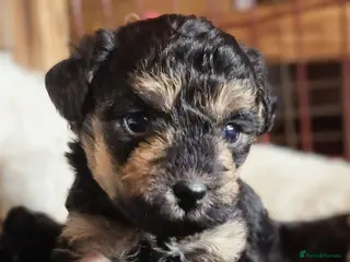 Mixed Breed dogs Adorable poodle x scoodle puppies - Advert 14