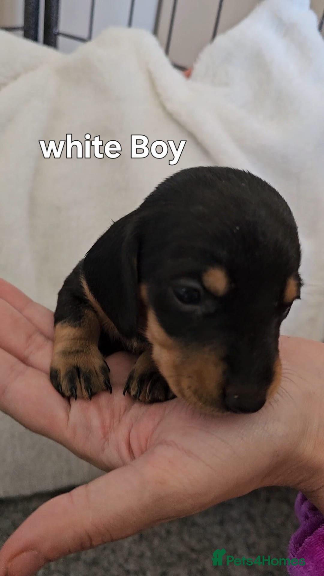 Miniature Dachshund dogs for sale: 4 week old Miniature Dachshunds - Image 19