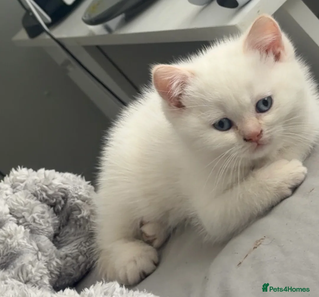 British Shorthair cats for sale: Beautiful 😍 X2 British Shorthairs 😸 in Enfield - Advert 2