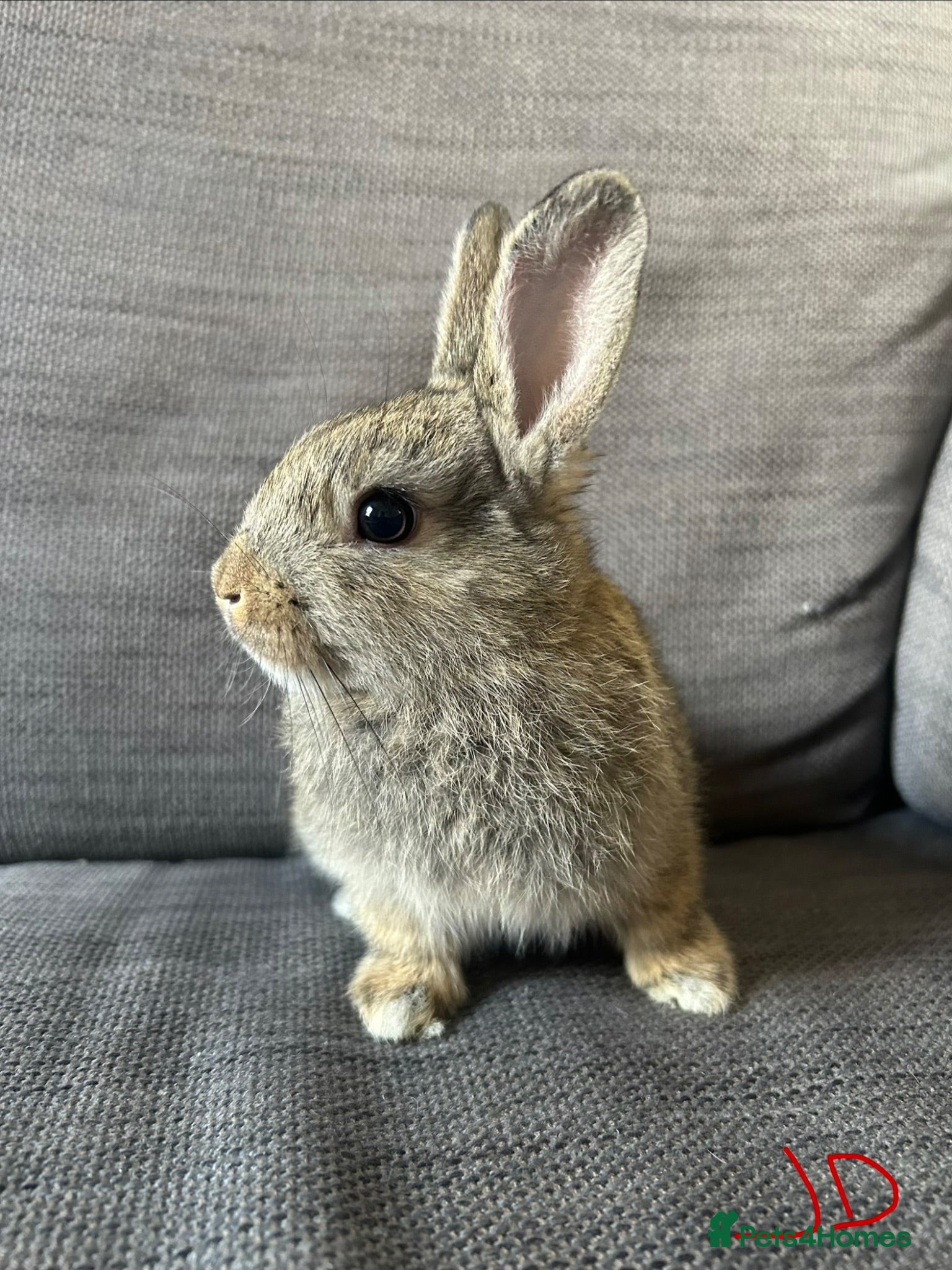 Mixed Breed rabbits Mixed breed baby rabbits - Advert 20