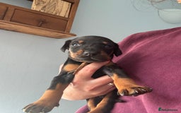 Dobermann dogs for sale:  European Doberman puppies. in Torquay - Image 31