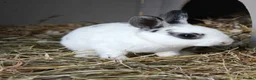Rex rabbits for sale: Mini Rex Rabbits  - Advert 26