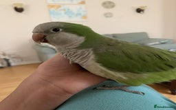 Parrots birds for sale: Green male quaker parrot - Image 3