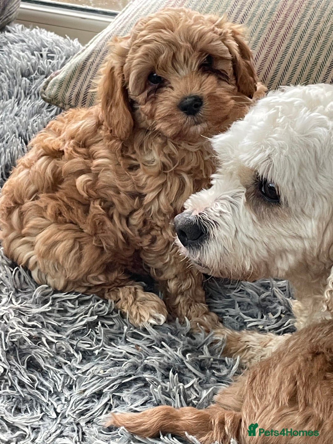 Cavachon dogs for sale: Cavapoochon puppies - Advert 3