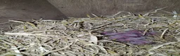 Ferret rodents for sale: Young ferrets for sale  in Aylesbury - Advert 6