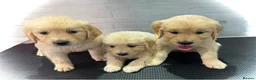 Golden Retriever dogs for sale: Golden Retriever Puppy’s  in Knottingley - Advert 12