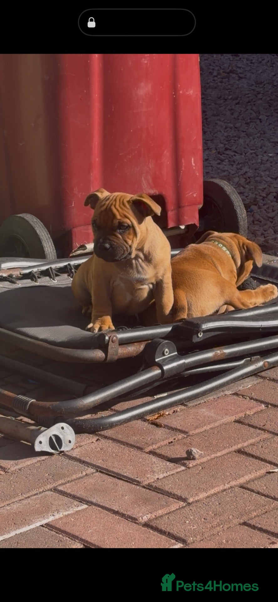 Staffordshire Bull Terrier dogs last boy ready now champion lines  boys  - Advert 1