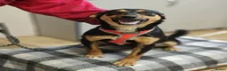 Mixed Breed dogs for adoption: ❤️🐶 PENNY – SHE WON’T LET YOU JUST PASS BY in Burton-on-Trent - Advert 14