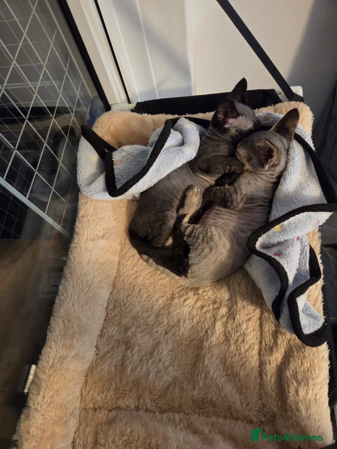 Devon Rex cats for sale: Beautiful Devon Rex Kittens 💛 - Advert 2