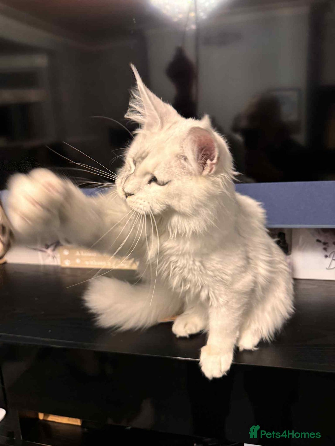 Maine Coon cats for sale: TICA Reg Blue Silver Shaded MaineCoon Kittens  - Advert 7