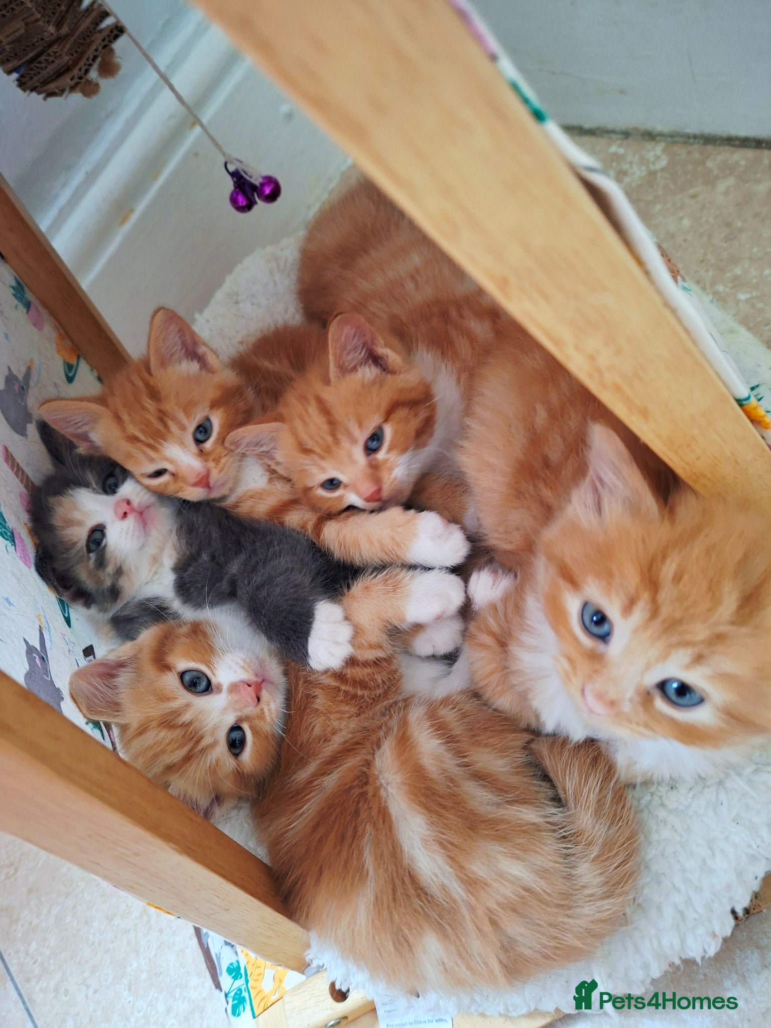 Mixed Breed cats Maine Coon X 1 beautiful Ginger boy left! - Advert 2