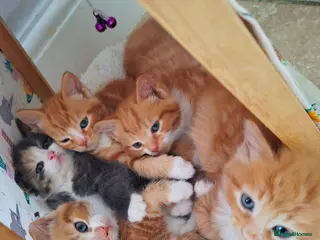 Mixed Breed cats Maine Coon X 1 beautiful Ginger boy left! - Advert 2