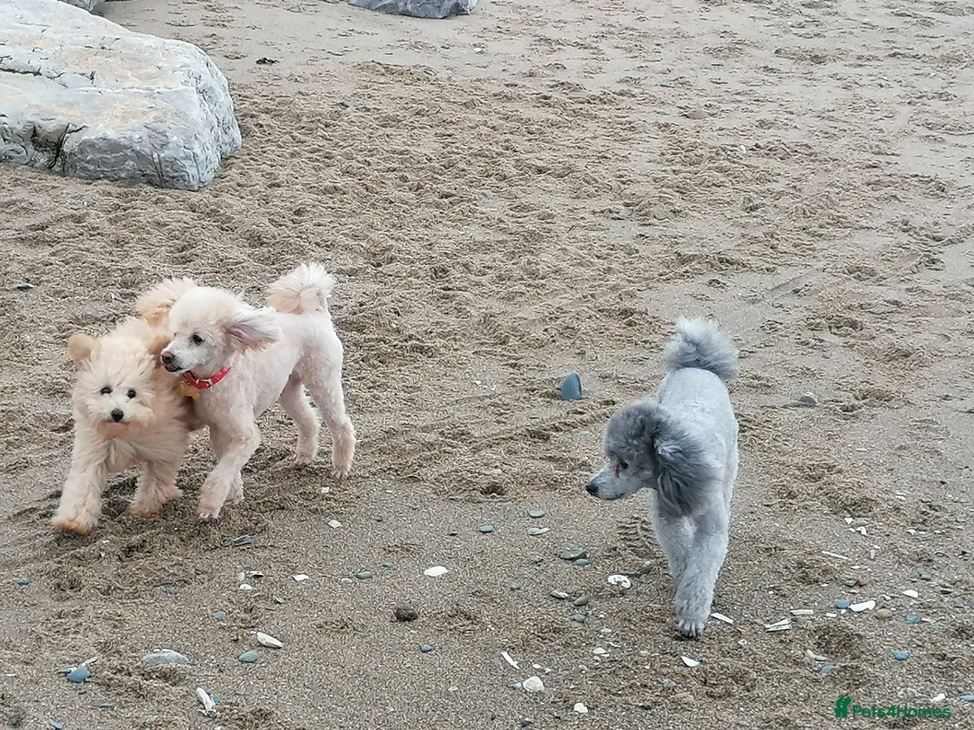 Toy Poodle dogs for stud: *2 STUDS AVAILABLE*FULL PEDIGREE SILVER & PHANTOM - Advert 10