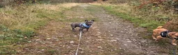 French Bulldog dogs for stud: Stud and bitch for sale  - Advert 3