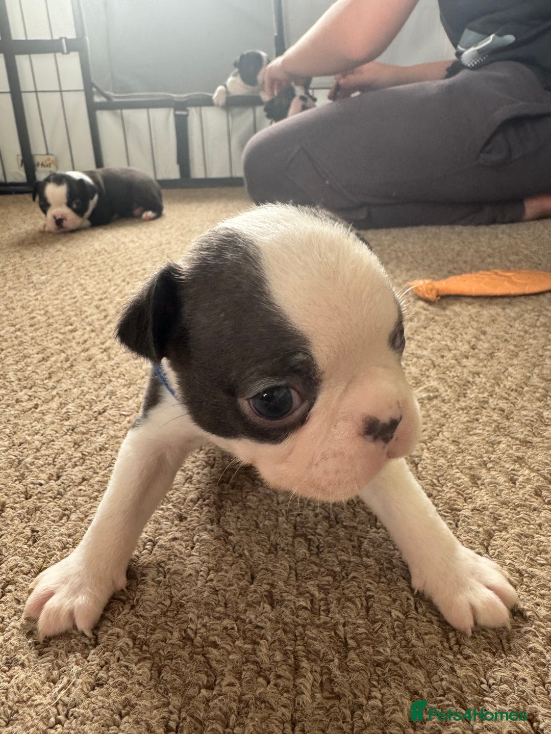 Boston Terrier dogs for sale: Beautiful Boston Terrier Puppies for Loving Homes - Image 13