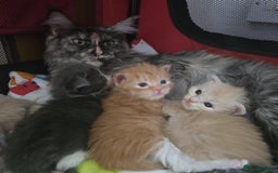Maine Coon cats for sale: Ready now boys Mainecoon tica registered  - Image 24