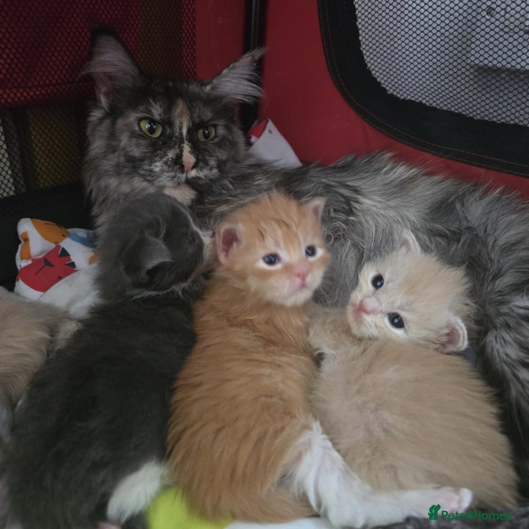 Maine Coon cats for sale: Ready now boys Mainecoon tica registered  - Image 24