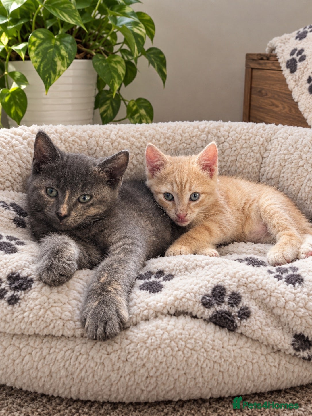 Mixed Breed cats beautiful kittens Mum is bengal/Maine coone cross  - Advert 2