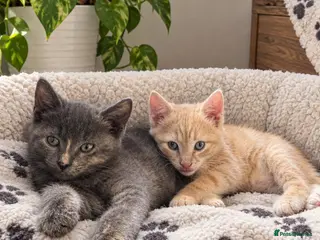 Mixed Breed cats beautiful kittens Mum is bengal/Maine coone cross - Advert 2