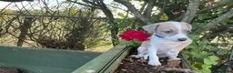 Italian Greyhound dogs for sale: Royal kennel club registered  - Advert 8