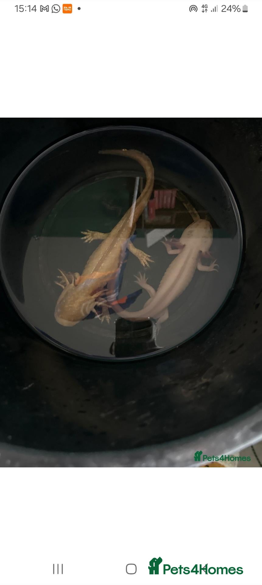 Axolotl reptiles Golden. And. Dirty Lucy axolotls 2 males - Advert 2