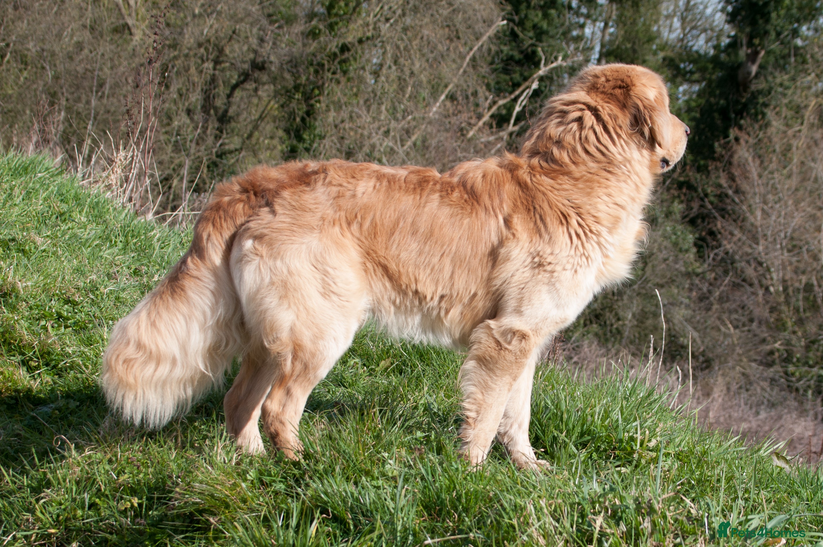 Golden Retriever dogs KC GOLDEN RETRIEVER STUD EXTENSIVELY HEALTH TESTED - Advert 21