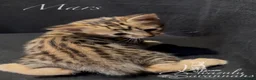 Savannah cats for sale: Excellent Quality Tica Registered Purebred kittens - Advert 31
