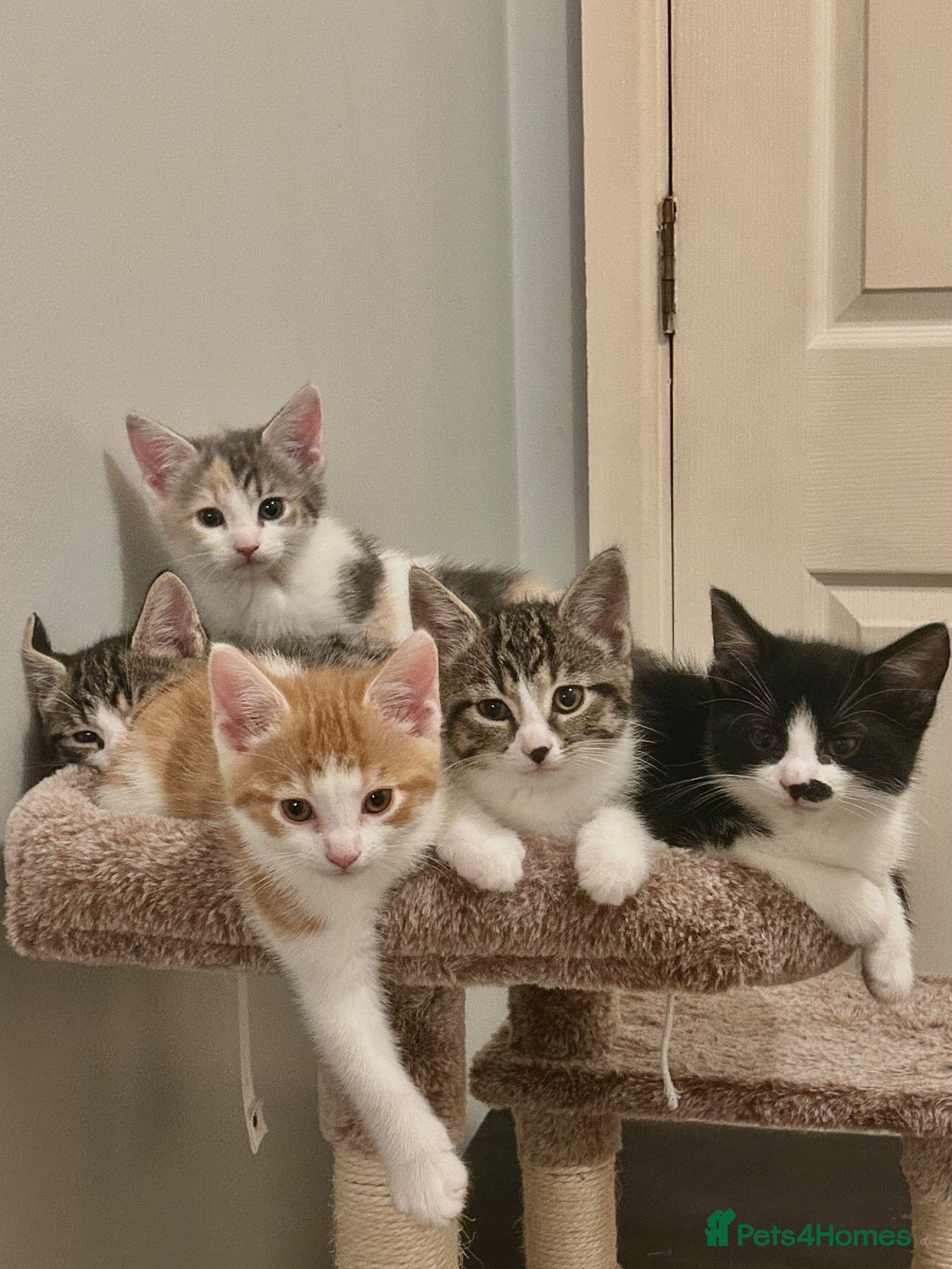 Mixed Breed cats Gorgeous Fluffy Kittens. Beautiful Little Souls🤍 - Advert 19