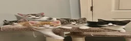 Mixed Breed cats for sale: Gorgeous Fluffy Kittens. Beautiful Little Souls🤍 - Advert 34